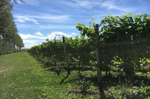 [Cantina Sant'Elena - Maerion]