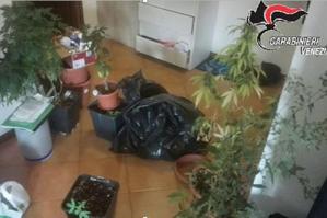 [Piantagione di marijuana in casa, arrestato 25enne residente ad Annone Veneto]