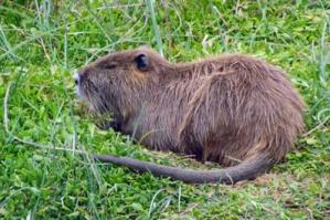 [Lotta alla nutria: organizzato un corso per catturarle]