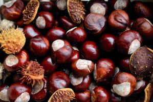 [La Festa delle Castagne fa tappa a Bibione]