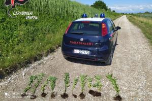 [Trovate piante di marijuana lungo l’argine del fiume Loncon ]