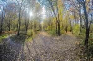 [Riforestazione urbana: il Comune di Concordia ripopola il Bosco delle Lame]