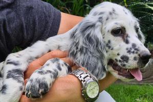 [Alla Francescon arriva Olli, un setter inglese che interagirà con gli anziani]