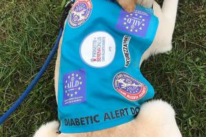 [Progetto Serena presenta 8 nuovi cani allerta diabete e il primo “Batten dog”]