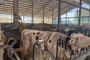 [Caldo: Coldiretti, SOS clima – 10% di grano e di latte]