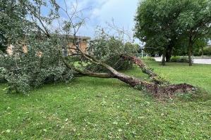 [I grandi alberi: nemici o vittime?]