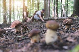 [Stasera I funghi: cibo, medicina, veleno ad Annone Veneto]