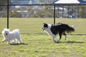 [A Portogruaro una nuova area attrezzata alla sgambatura per cani]