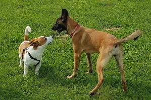 [Il cane di città: il benessere del cane cittadino attraverso l'utilizzo dell'area cani]
