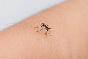 [AttivitÃ  di disinfestazione dalle zanzare a Caorle]