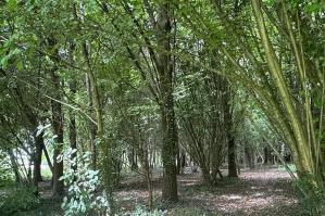 [Alberi in Pianura: più verde nel Comune di San Stino]