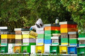 [Il primo miele di Val Grande: così le api rigenerano la biodiversità dell’oasi]