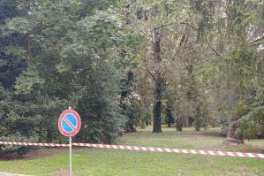 [Lettera aperta APS AlberiAmo sull'abbattimento degli alberi del