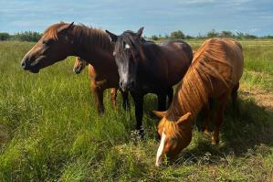[Puledri in Val Grande: addio agli sfalci artificiali, una piccola mandria di cavalli contribuir&Atilde;&nbsp; a custodire il prato dell&acirc;��Oasi]