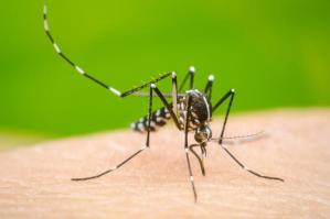 [Caso di Dengue a Pramaggiore: al via l’intervento straordinario di disinfestazione]