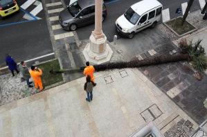 [Le palme del centro]